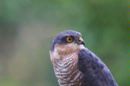 09-6138 Male Sparrowhawk (Accipter nisus)